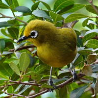 Kikuyu White-eye